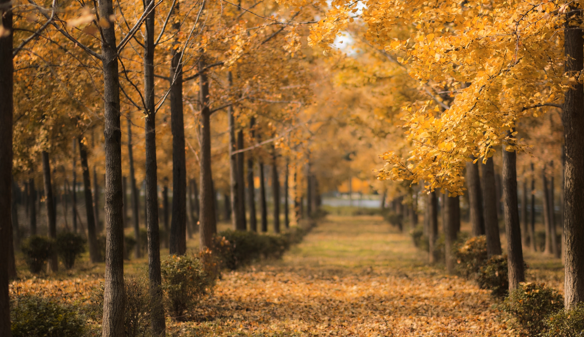 陜西萬眾園林綠化有限公司